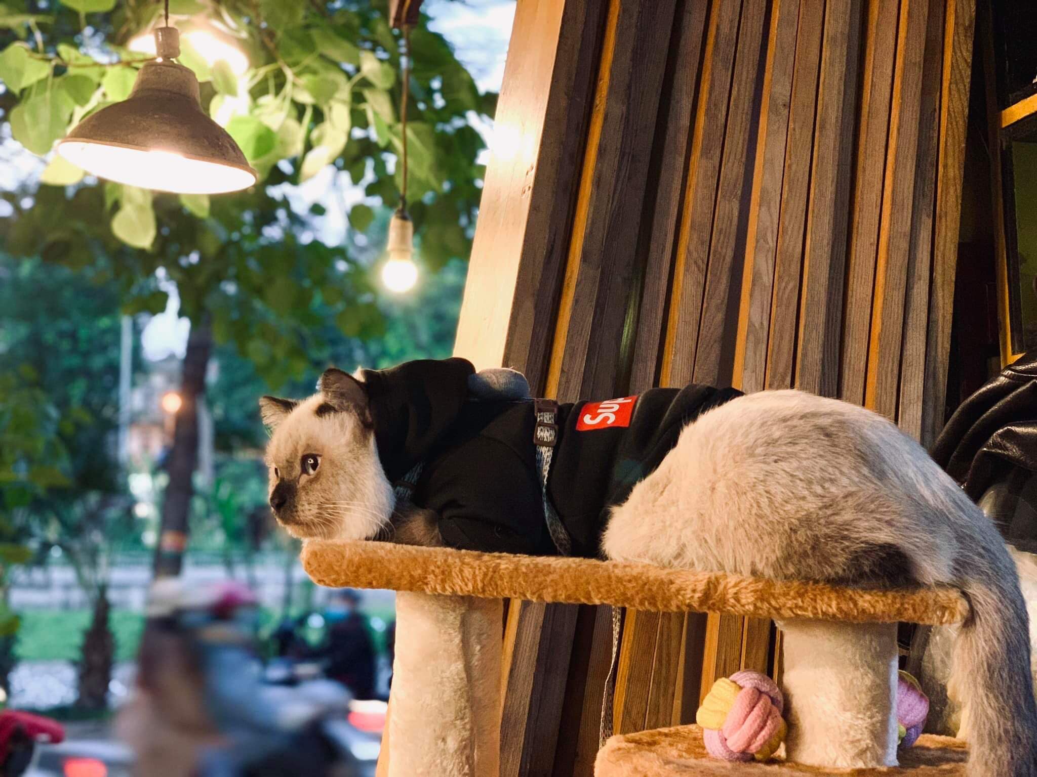 quán cafe thú cưng Đà Nẵng