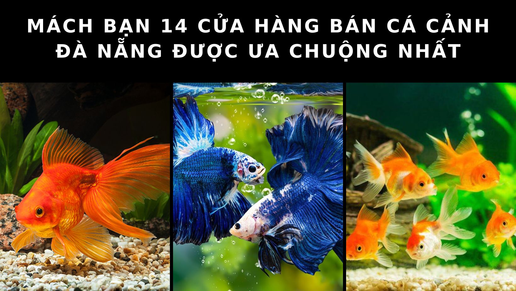 Cửa hàng bán cá cảnh Đà Nẵng: Bật mí 14 cửa hàng bán cá cảnh uy tín nhất