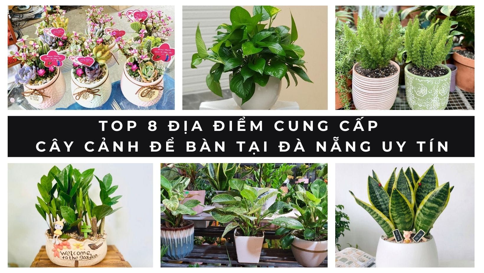 cây cảnh để bàn tại Đà Nẵng