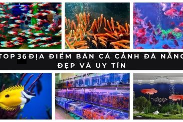 ban ca canh da nang 1 13c8bf3e