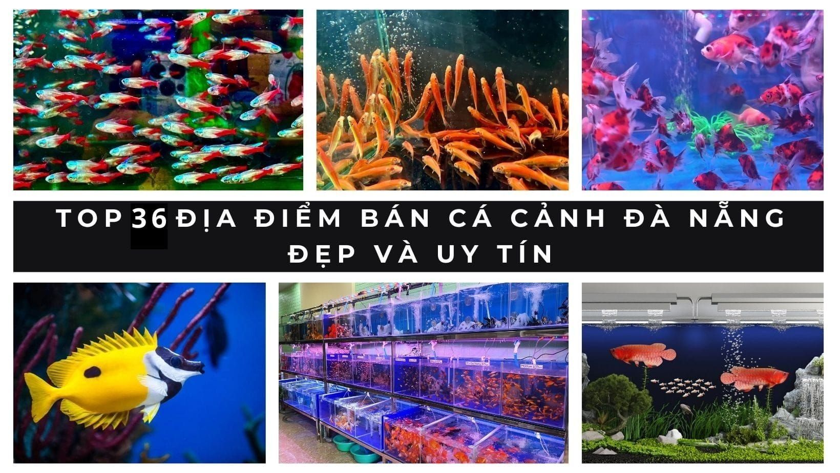 Bán cá cảnh Đà Nẵng