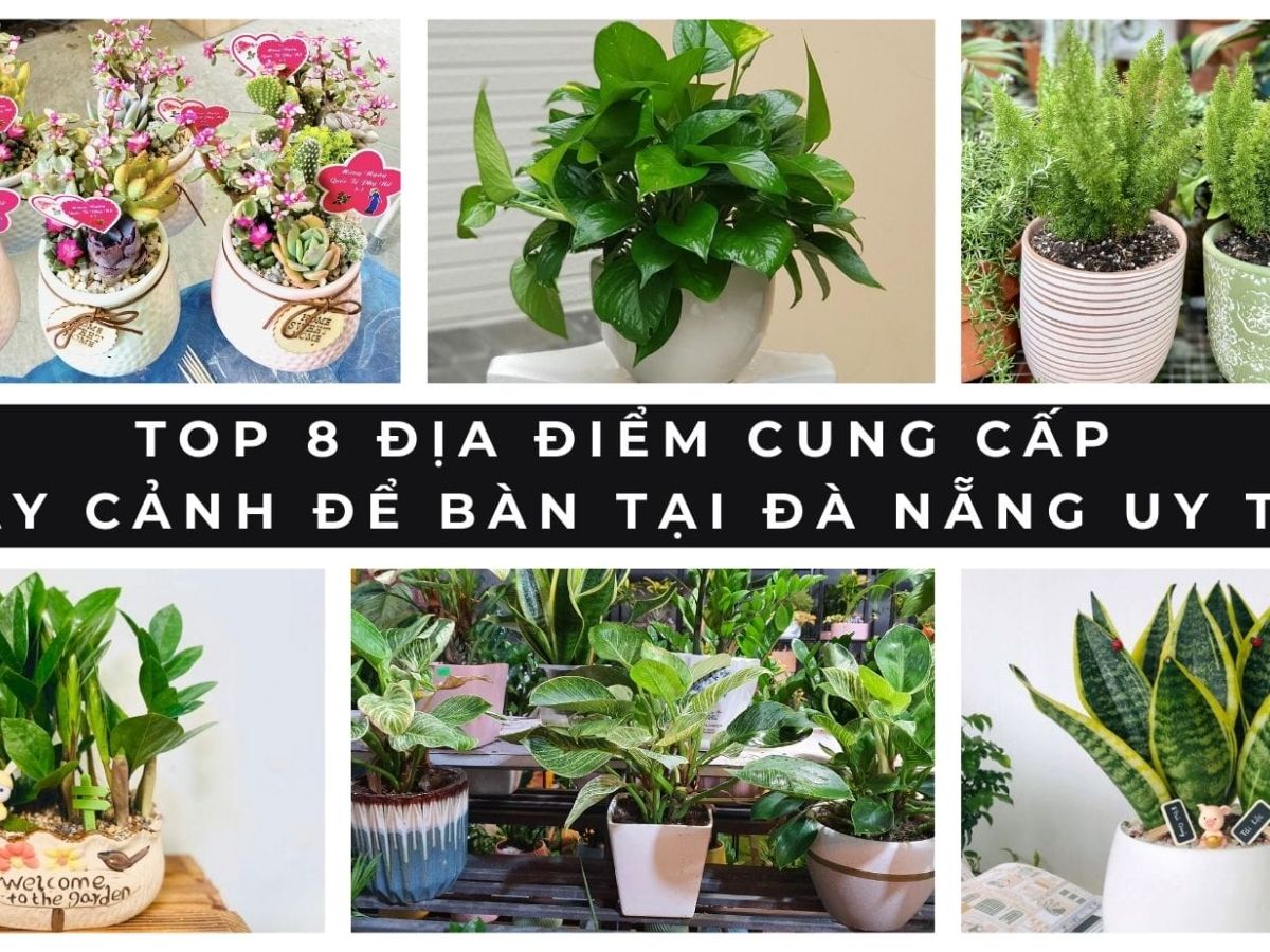 cay canh de ban tai da nang 6cc68f99