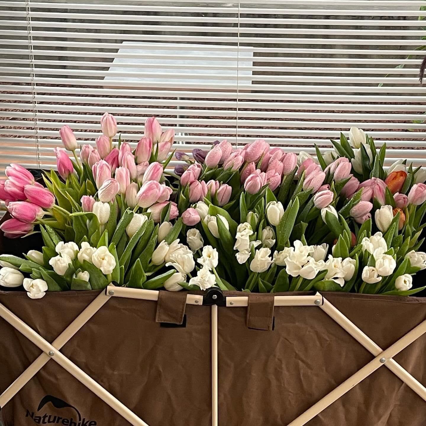 dau ngot ca phe 94214078