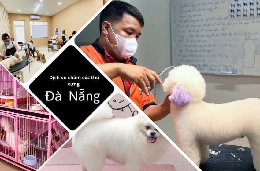 dịch vụ chăm sóc thú cưng tại Đà Nẵng