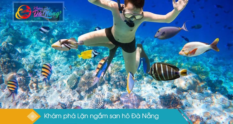  Chia sẻ Kinh nghiệm, Địa chỉ lặn biển ngắm san hô ở Đà Nẵng