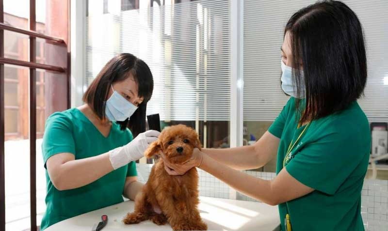  Top 10 dịch vụ chăm sóc thú cưng ở tại Đà nẵng
