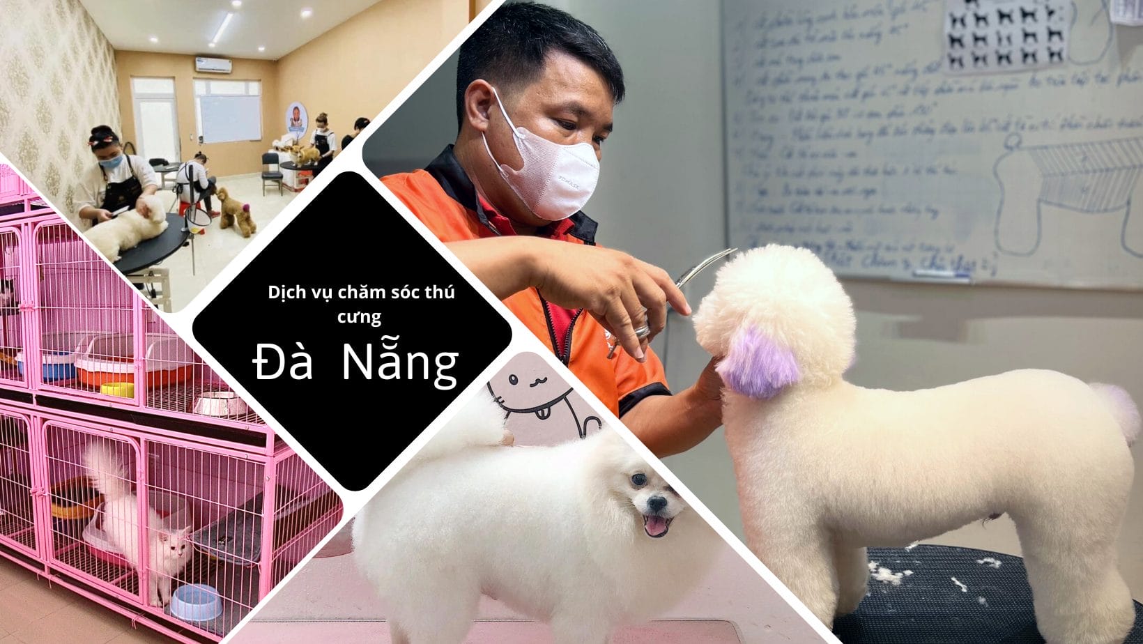 Top 11 dịch vụ chăm sóc thú cưng tại Đà Nẵng uy tín
