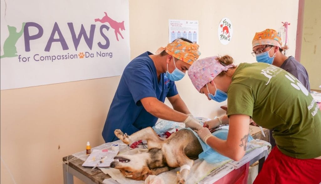 dịch vụ chăm sóc thú cưng tại Đà Nẵng