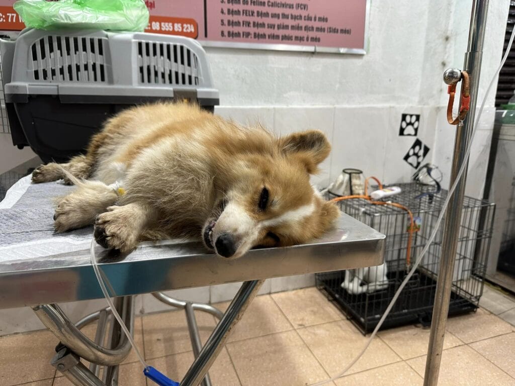 dịch vụ chăm sóc thú cưng tại Đà Nẵng