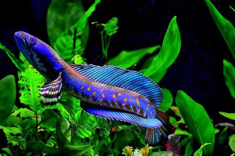 ca canh loc thuy sinh