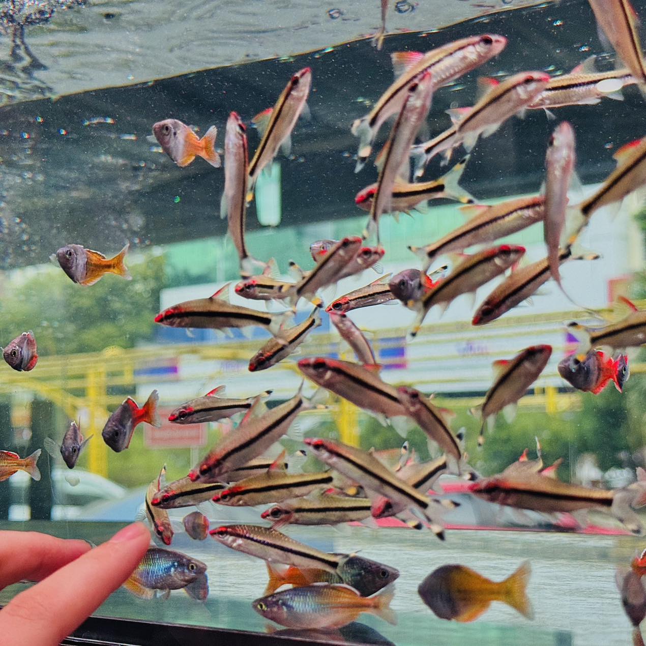 lyn aquatic fish thuy sinh ca canh