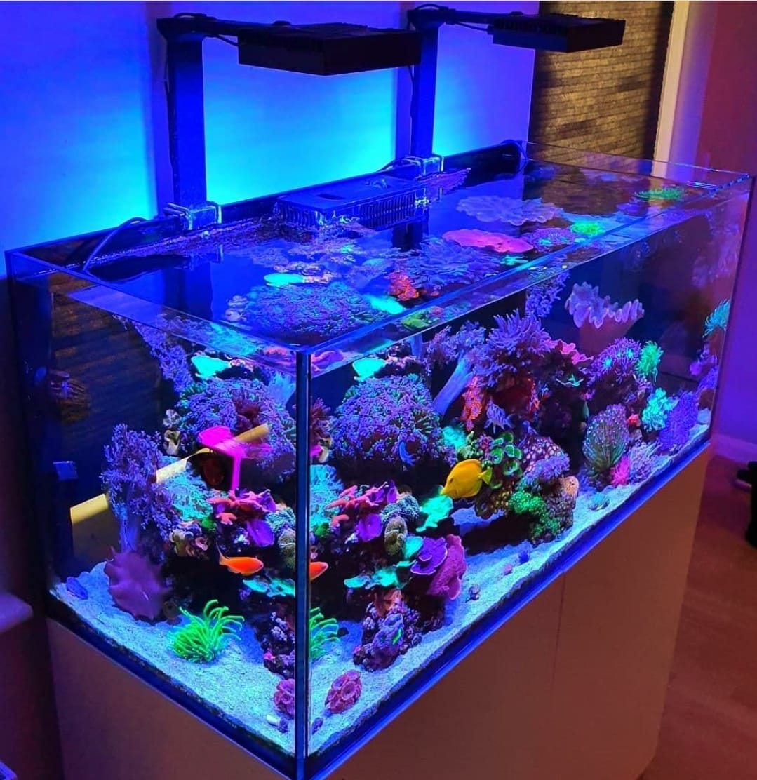 nhan nguyen aquarium