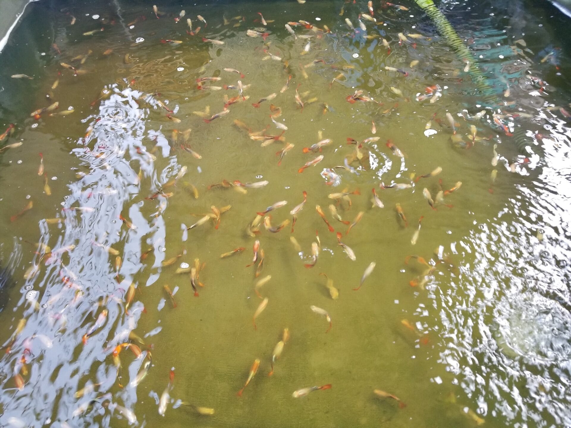 trai ca vang da nang